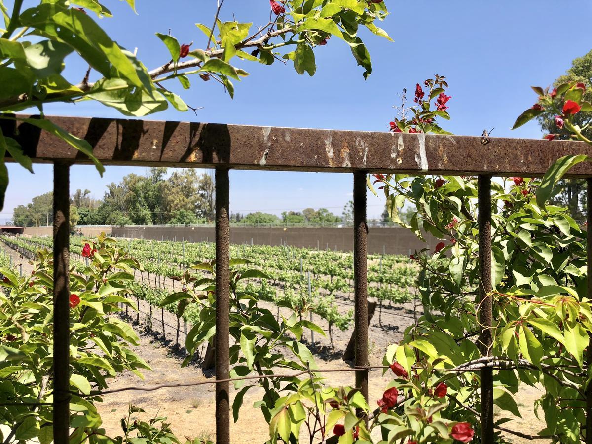 El Coyote Maria & Bernardo Casa - Vinedo B&B 외부 사진